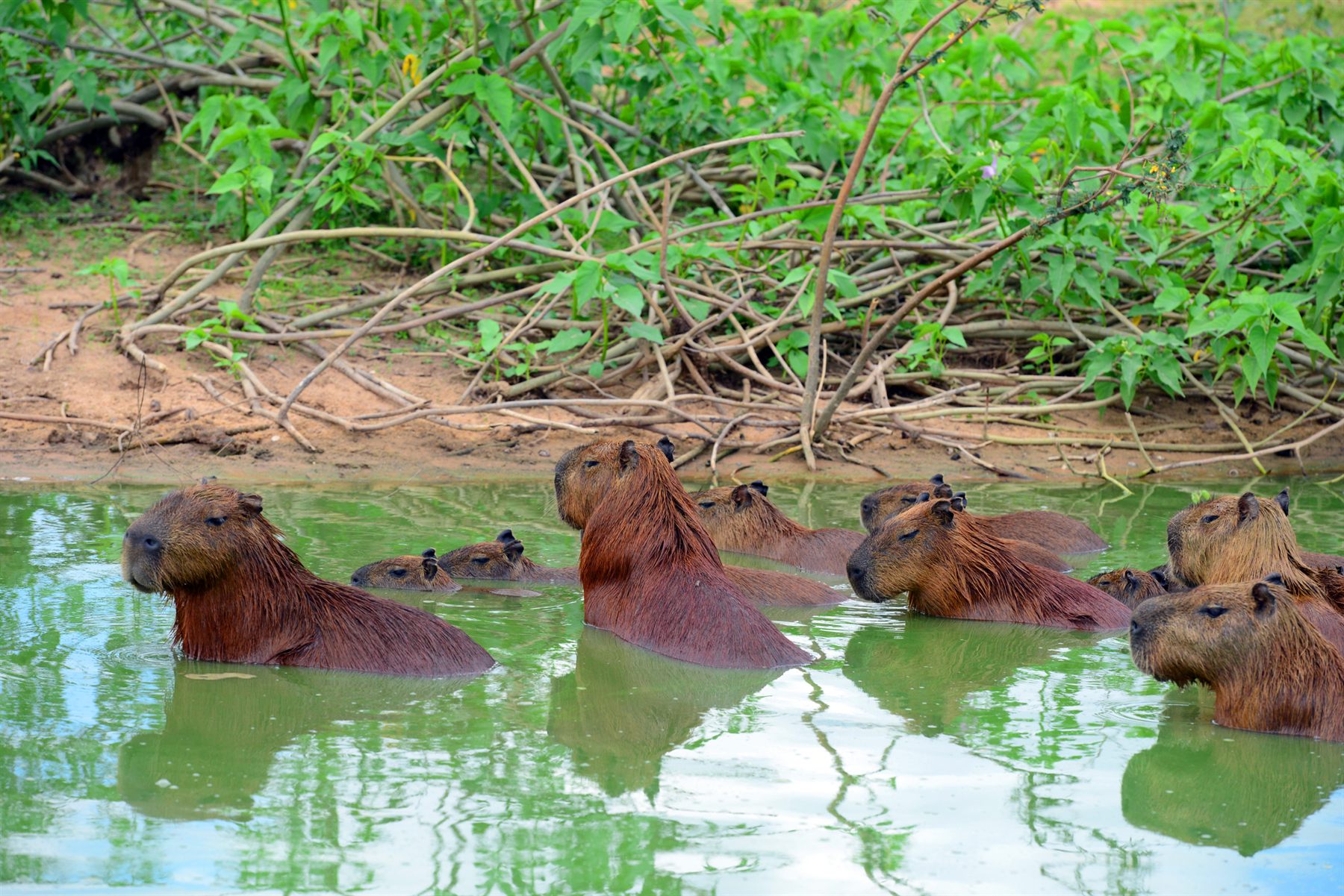 Group of capybaras bathing at the edge of a jungle river